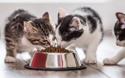 Feeding Your Cat