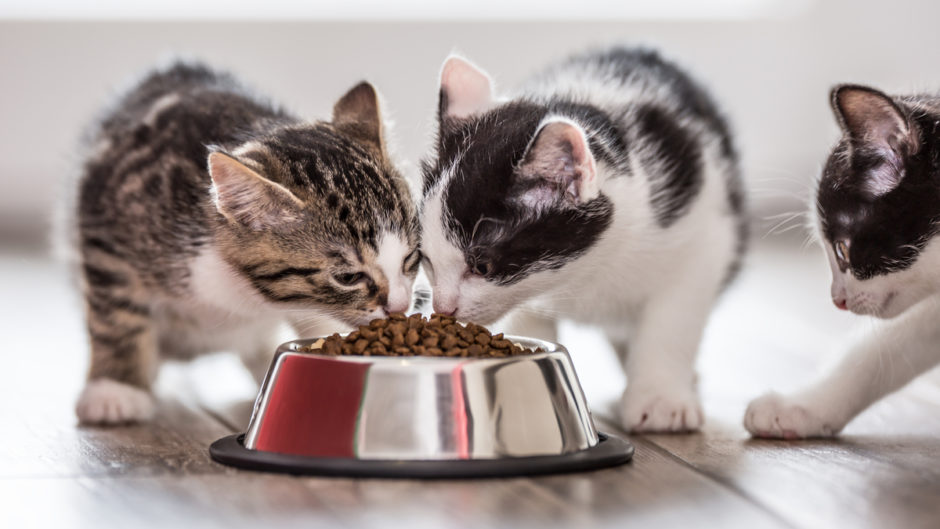 Feeding Your Cat