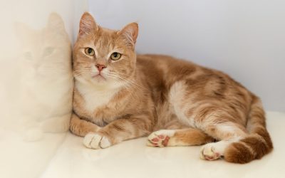 Tips Perawatan Untuk Kucing Dewasa