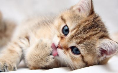 Tips Cara Merawat Anak Kucing Baru Lahir
