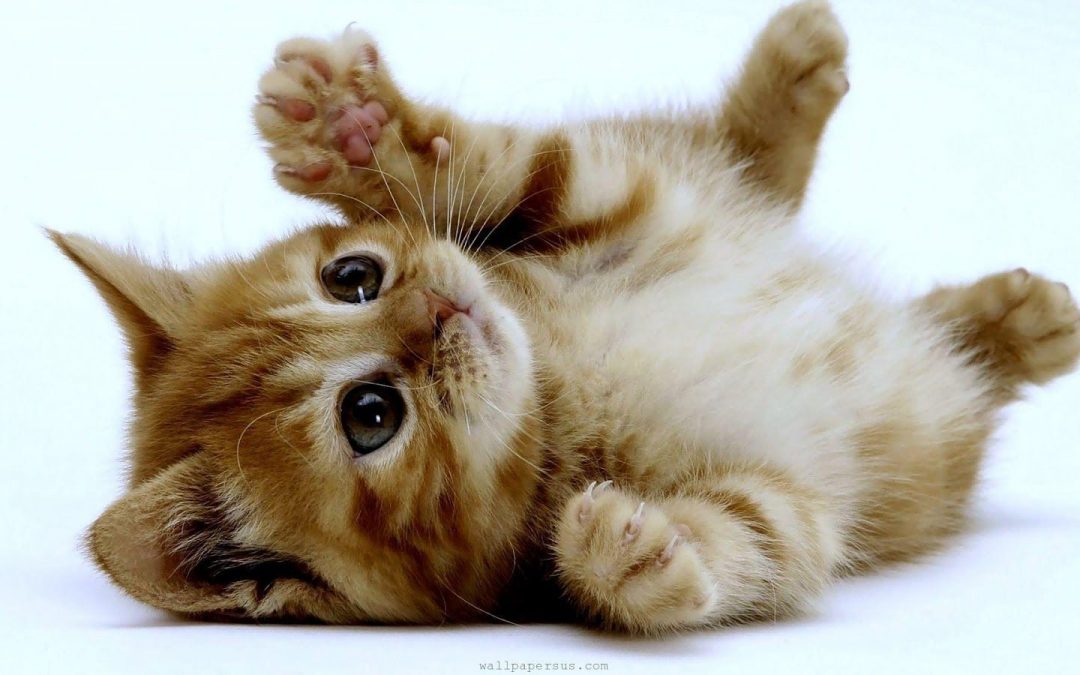 Tips Perawatan Untuk Anak Kucing
