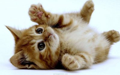 Tips Perawatan Untuk Anak Kucing