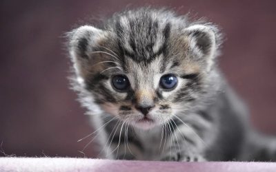 Tips Merawat Bayi Kucing