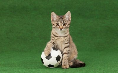 Olah Raga Kucing Itu Penting, Lho!