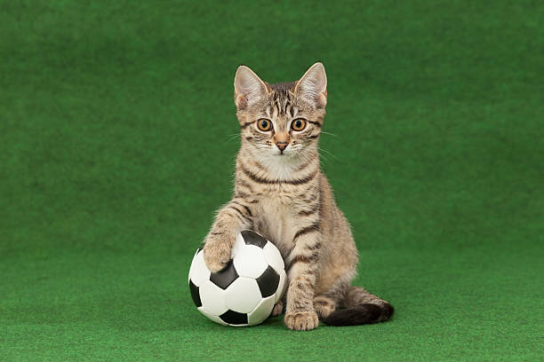 Olah Raga Kucing Itu Penting, Lho!