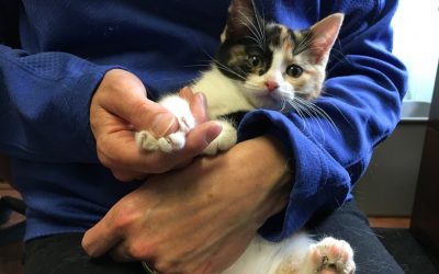 Tips Memotong Kuku Kucing