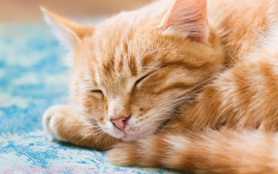 Hal Penting Yang Perlu Diperhatikan Dalam Merawat Anak Kucing