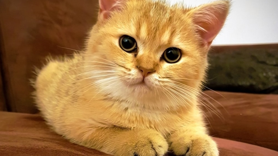Tips Perawatan Untuk Anak Kucing